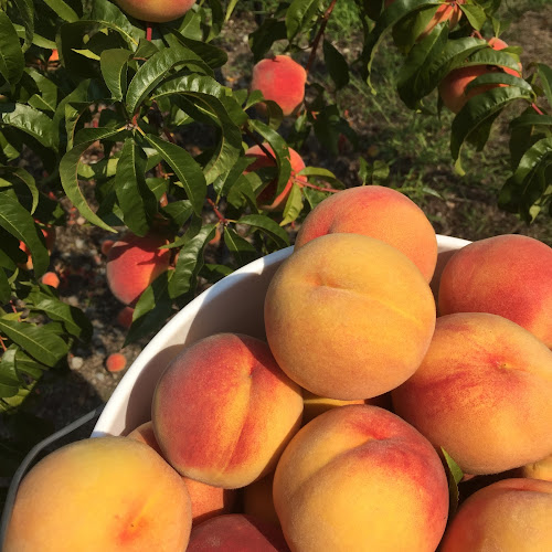 Paynter's Fruit Market - Hospitality and gastronomy