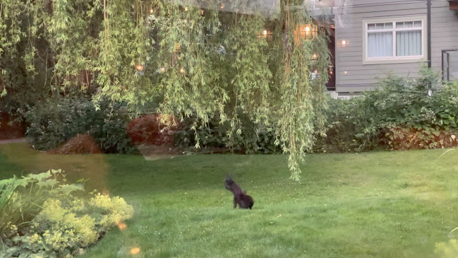 Comentarii opinii despre Locals Restaurant