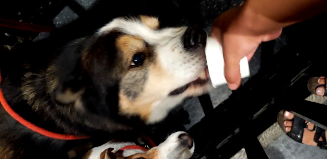 Comentarii opinii despre Munchies Coffee House & Barkery