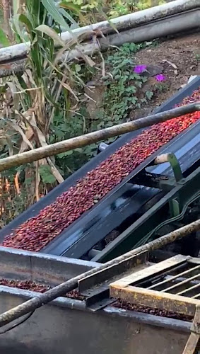 Blaze Coffee Roasters