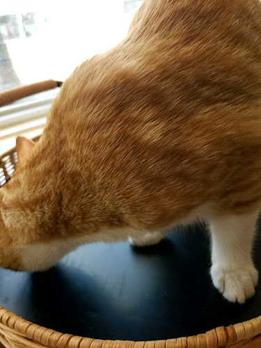 10111 Whyte Ave NW, Edmonton, AB T6E 1Z5