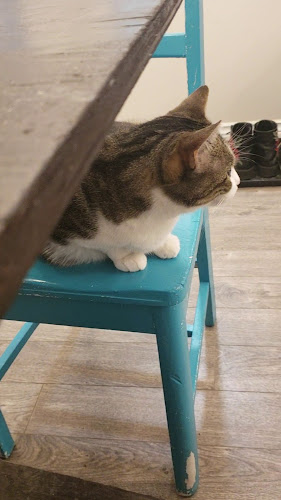 Opinii despre Mad Catter Cafe în St. John's - Hospitality and gastronomy