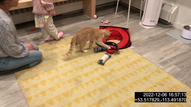 Opinii despre Cat Cafe on Whyte în Edmonton - Hospitality and gastronomy