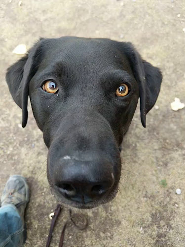 Jamesons Pub - 17th Ave - Calgary