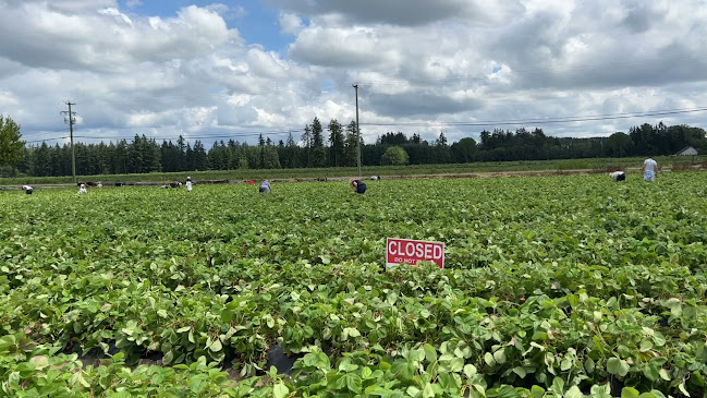 Driediger Farms Market - Langley Twp