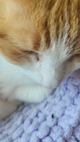 Alley Cat Cat Cafe - Stratford