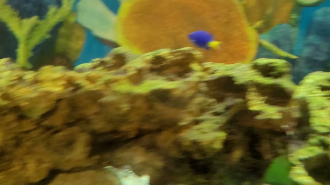 Comentarii opinii despre La Pita Halal Shawarma & Grill