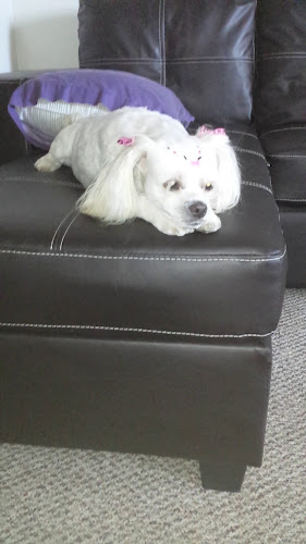 The Breakfast Pig - Hospitality and gastronomy