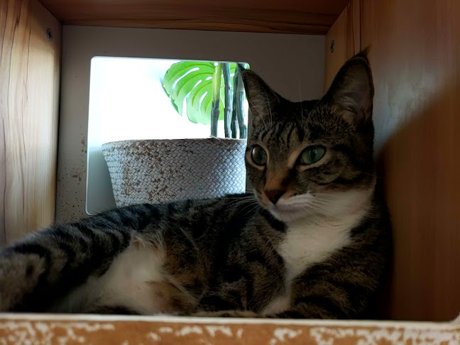 Cat Cafe on Whyte - Hospitality and gastronomy