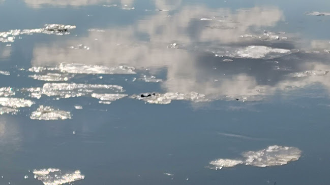 Comentarii opinii despre Kingfishers Waterfront Bar & Grill