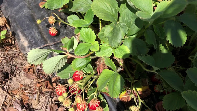 Opinii despre Driediger Farms Market în Langley Twp - Hospitality and gastronomy