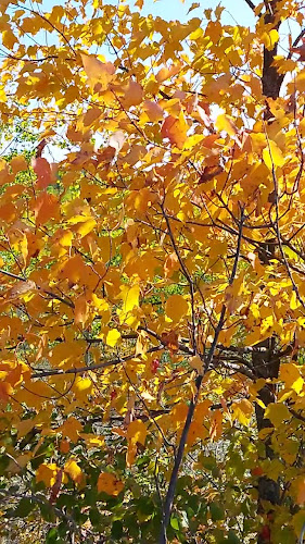 Cousin Vinny's Restaurant & Bar - Chelmsford