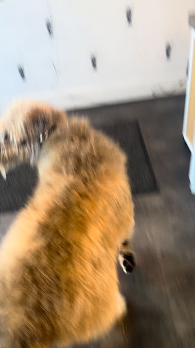 Opinii despre The Shake Shed Freddy în Fredericton - Hospitality and gastronomy