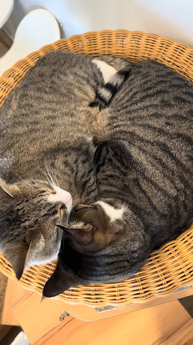 Cat Cafe on Whyte - Edmonton