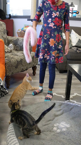 Alley Cat Cat Cafe - Hospitality and gastronomy