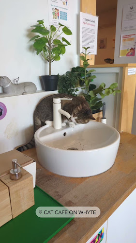 Comentarii opinii despre Cat Cafe on Whyte