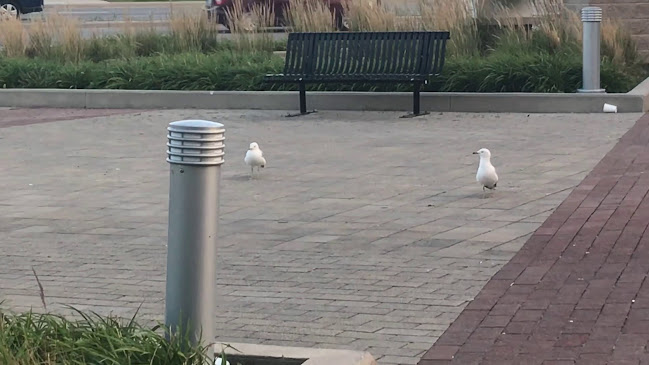 Opinii despre Buffalo Wild Wings în Maple - Hospitality and gastronomy