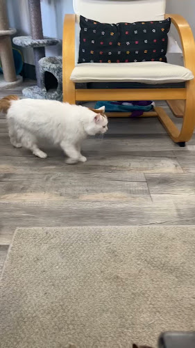 Opinii despre Alley Cat Cat Cafe în Stratford - Hospitality and gastronomy