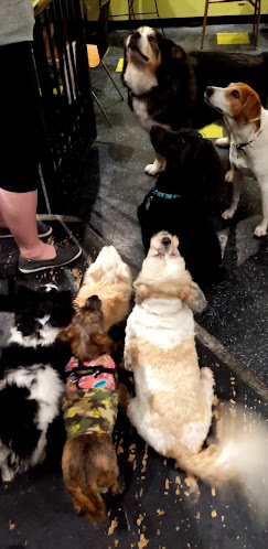 Opinii despre Munchies Coffee House & Barkery în Hamilton - Hospitality and gastronomy