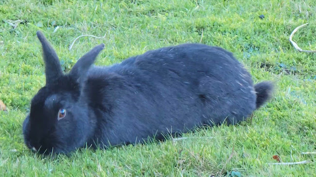 Opinii despre White Rabbit Coffee Co. în Nanaimo - Hospitality and gastronomy