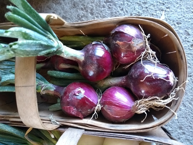 Carl's Country Corner - Hospitality and gastronomy