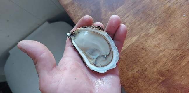 Steelhead Food Co. - St Thomas