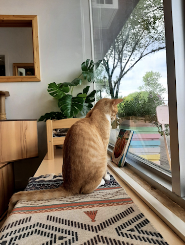 Cat Cafe on Whyte - Hospitality and gastronomy
