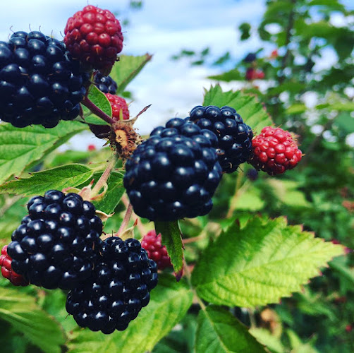 Driediger Farms Market - Langley Twp