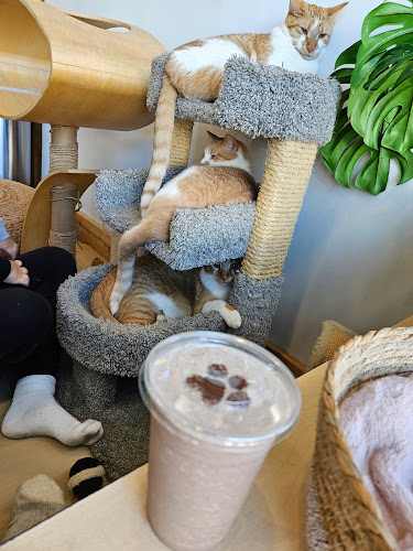 Cat Cafe on Whyte - Hospitality and gastronomy