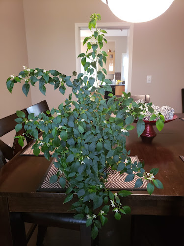 Choy's Chinese Food Catering Services Ltd - Winnipeg