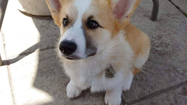 My Dog's Cafe & Bar - Hamilton