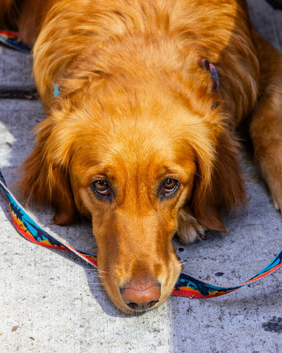 Opinii despre St. James Corner Restaurant & Irish Pub în Calgary - Hospitality and gastronomy