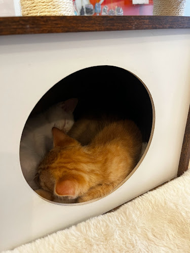 Comentarii opinii despre Mad Catter Cafe