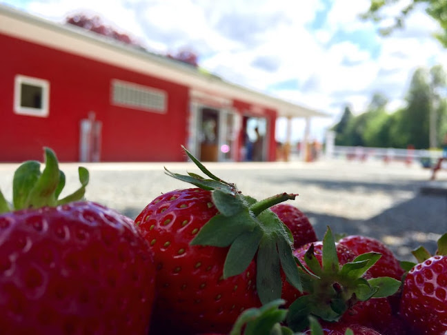 Comentarii opinii despre Driediger Farms Market