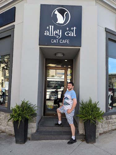 Alley Cat Cat Cafe - Stratford
