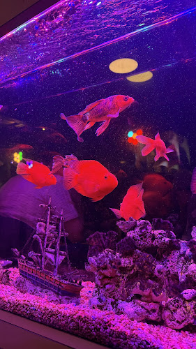 Midnight Cafe Hookah Lounge