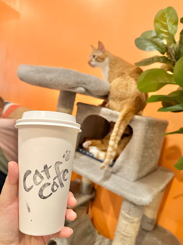 Cat Cafe on Whyte - Edmonton
