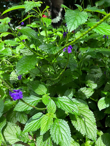 Opinii despre Garden Café în Niagara Falls - Hospitality and gastronomy