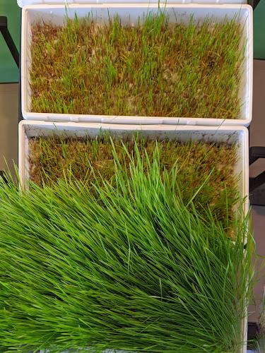 Fruitas Smoothies, Shakes, Juices, Bubble and Milk Teas - Hospitality and gastronomy