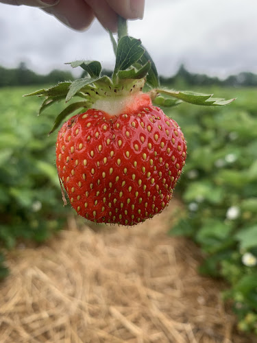 Josmar Acres - Hamilton