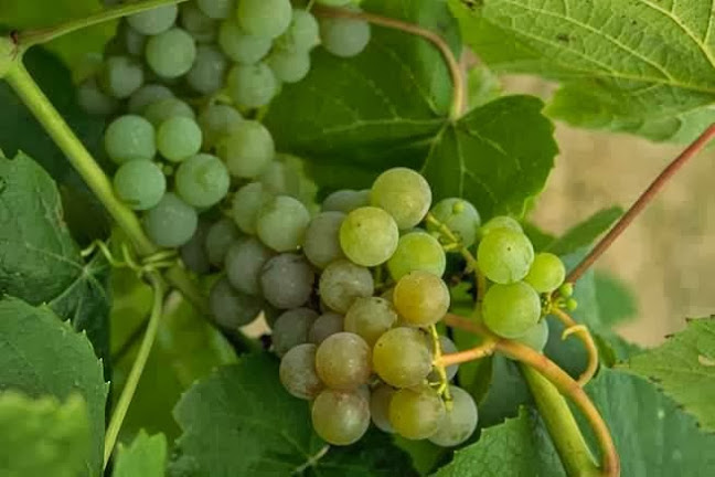 Comentarii opinii despre Bacchus Bistro