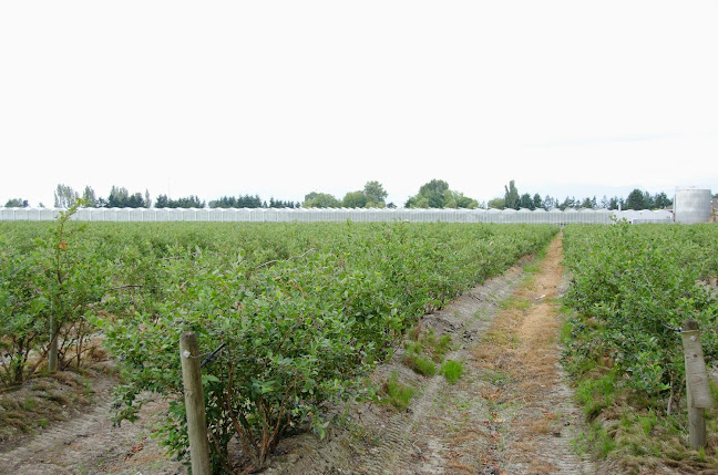 13051 Blundell Rd, Richmond, BC V6W 1B6