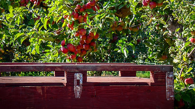 Wards Cider - Kelowna