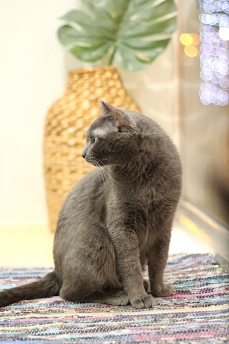 Comentarii opinii despre Cat Cafe on Whyte