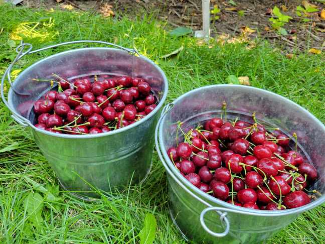 Opinii despre Greenway Fruit Stand U Pick Cherries în Kelowna - Hospitality and gastronomy