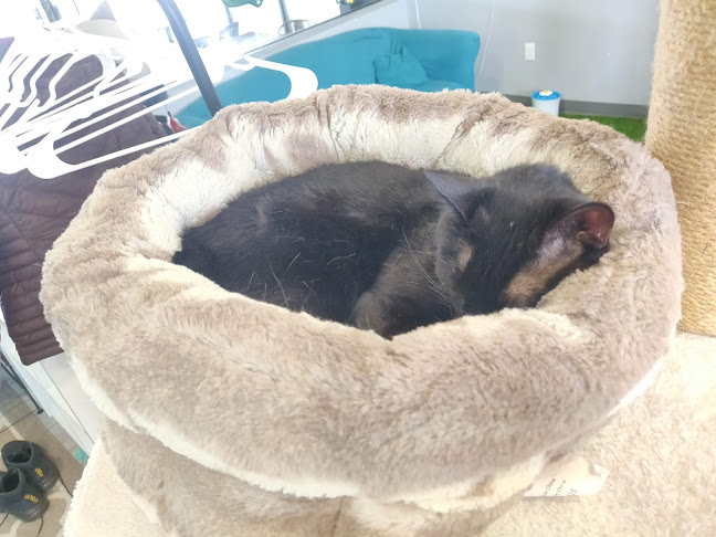 The Purrfect Cup - A Cat Cafe - Fredericton