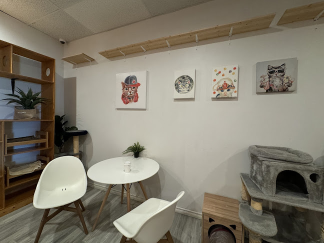 Comentarii opinii despre Cat Cafe on Whyte
