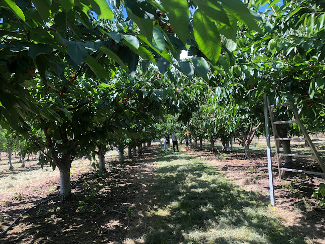 Greenway Fruit Stand U Pick Cherries - Hospitality and gastronomy