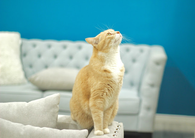 10111 Whyte Ave NW, Edmonton, AB T6E 1Z5