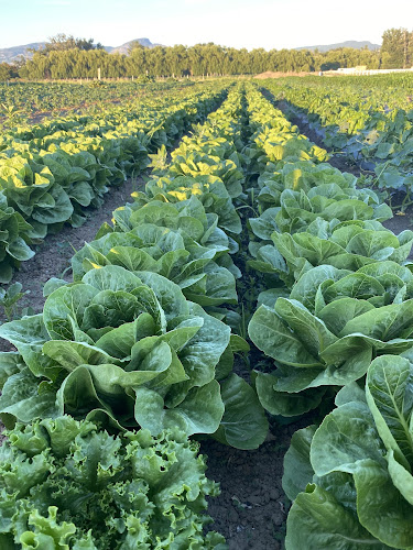 Don-O-Ray Farmers Market - Hospitality and gastronomy